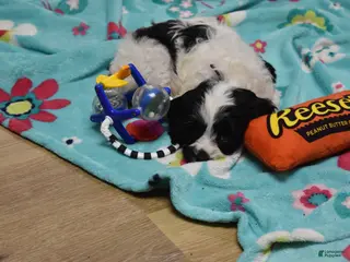 Cavapoo dogs for sale: Brandy - Ad 3