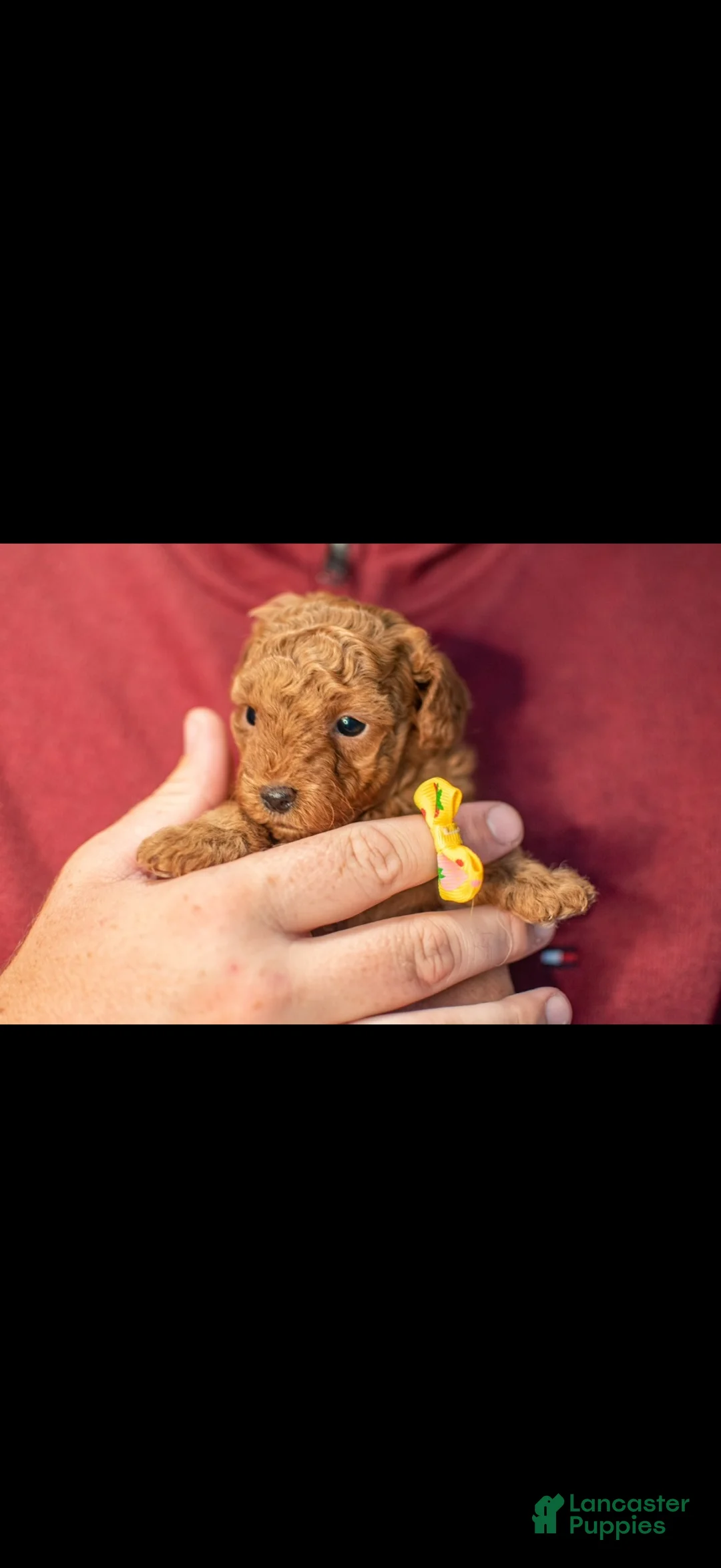 Toy Poodle dogs for sale: Toy Poodle 3 Ruby  - Ad 2