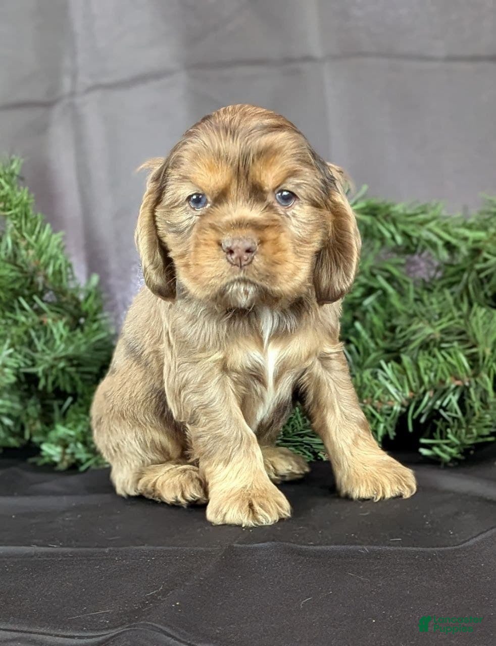 Cocker Spaniel dogs Victor - Ad 42