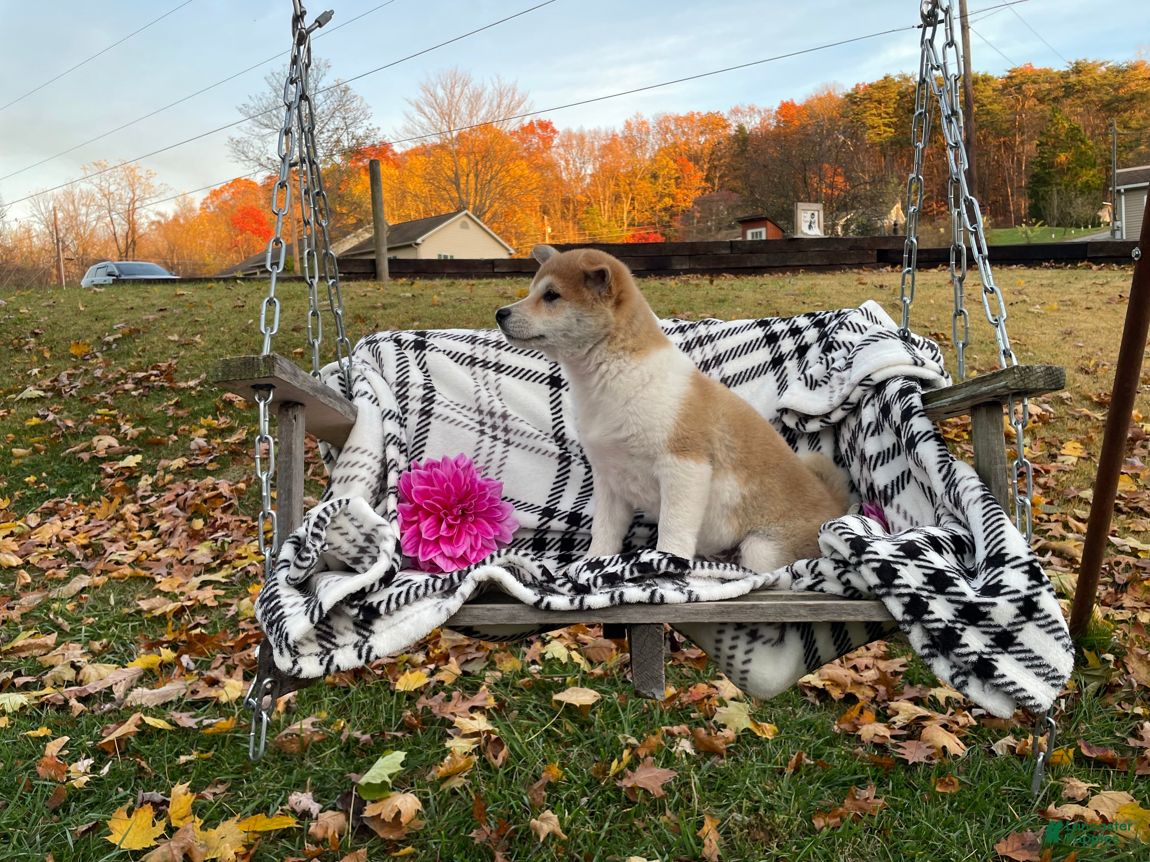 Shiba Inu dogs Striper  - Ad 2