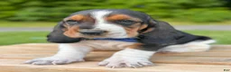 Basset Hound dogs for sale: Oscar - Ad 7