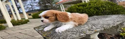 Cavalier King Charles Spaniel dogs for sale: Zack - Ad 11