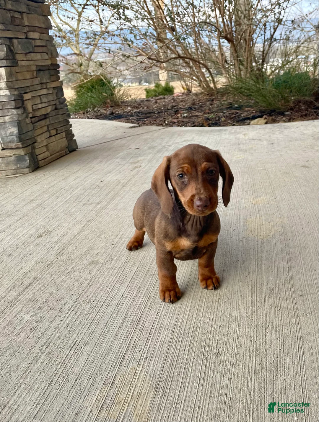 Miniature Dachshund dogs for sale: Davy - Ad 19