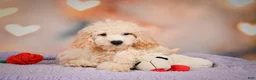 Cavapoo dogs for sale: pete - Ad 8