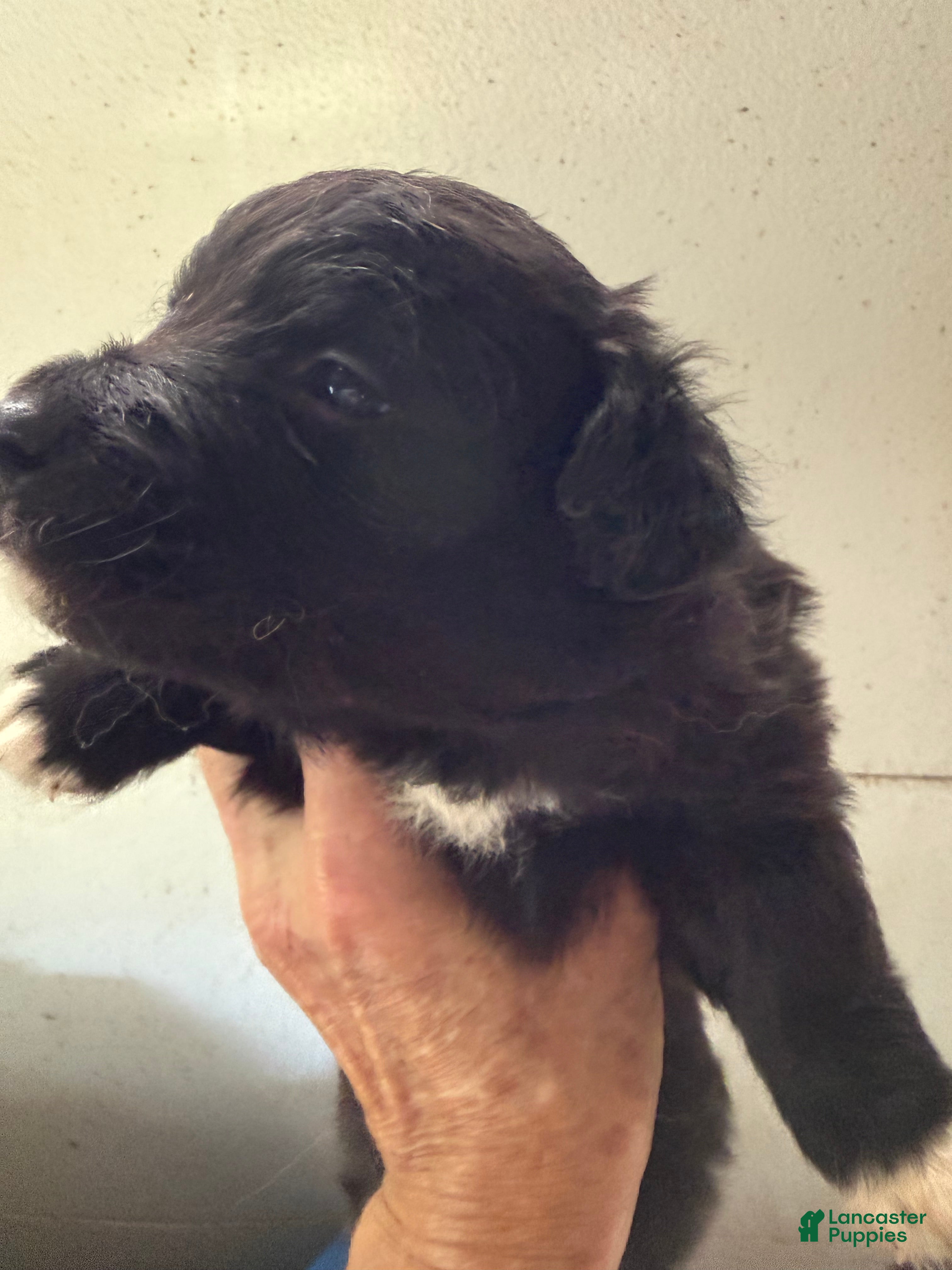 Mixed Breed dogs Calvin - Ad 24