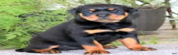 Rottweiler dogs for sale: BetztLou - Ad 2