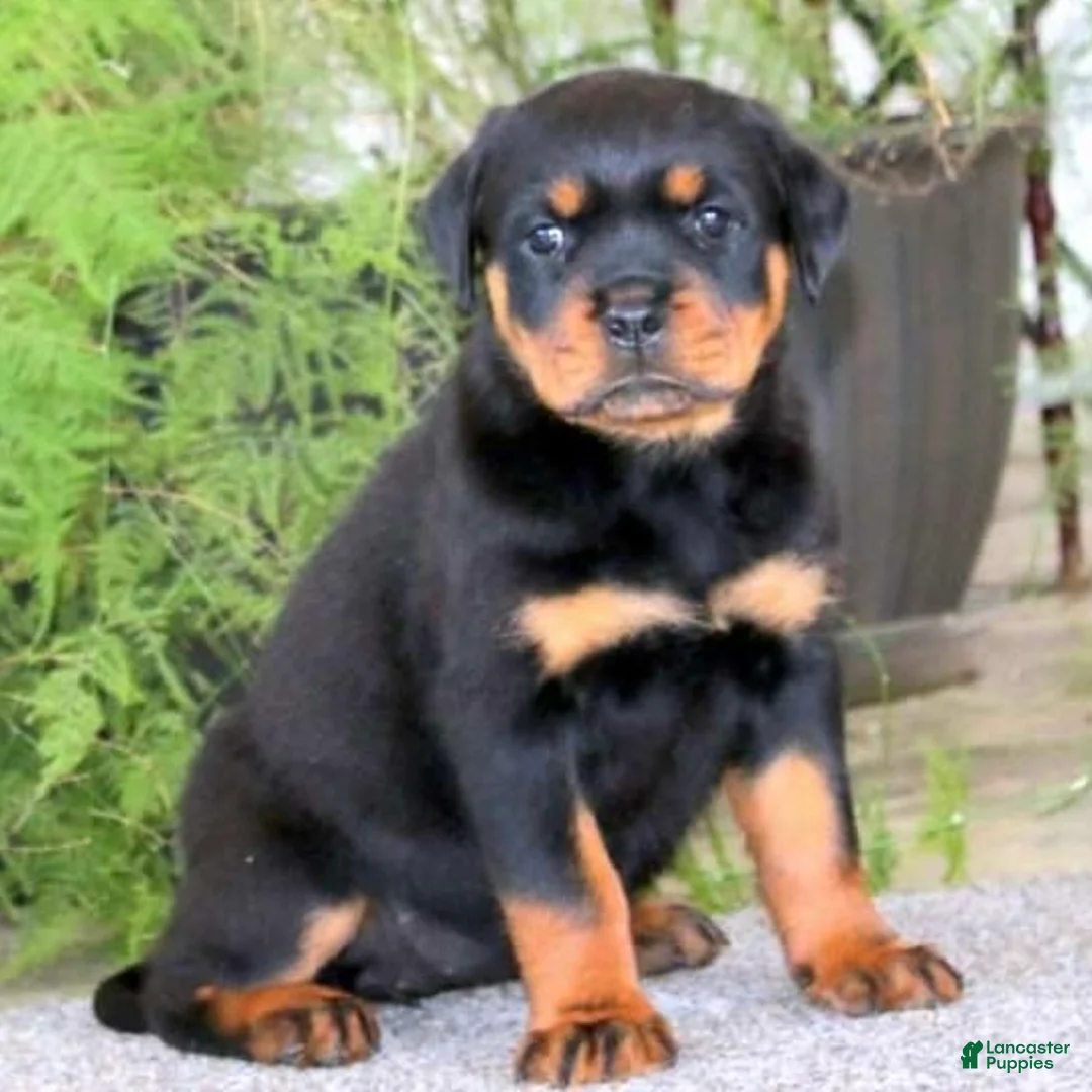Rottweiler dogs for sale: BetztLou - Ad 2