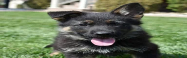 Axel