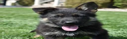 German Shepherd dogs for sale: Axel - Ad 1