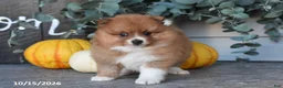 Pomeranian dogs for sale: Acorn - Ad 3