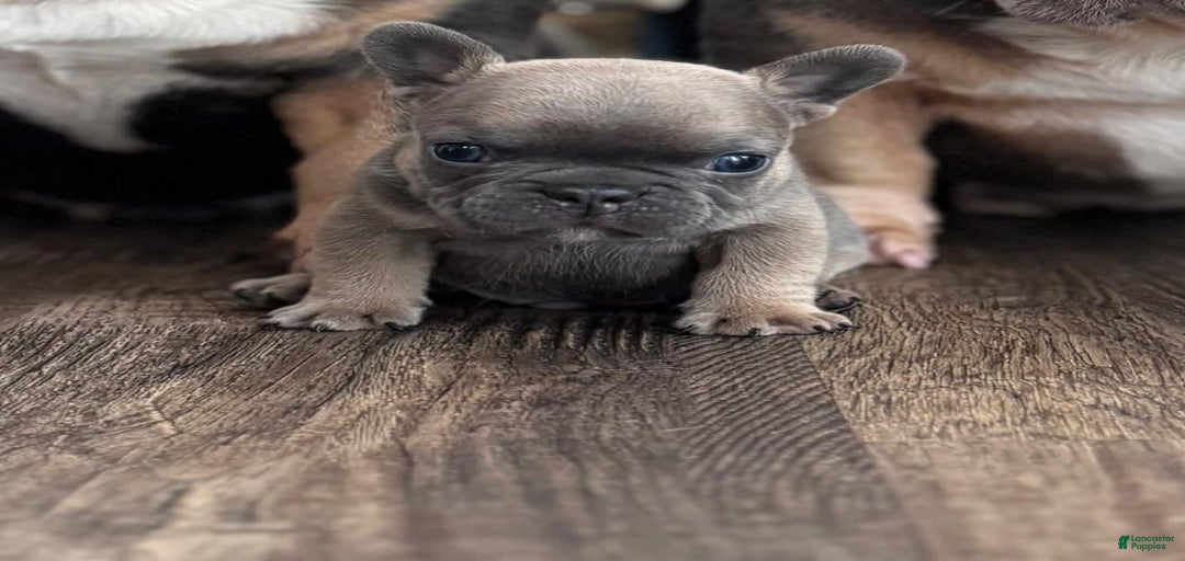 Gallery Image {{count}}