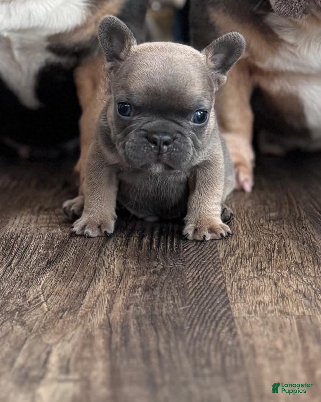 Gallery Image {{count}}