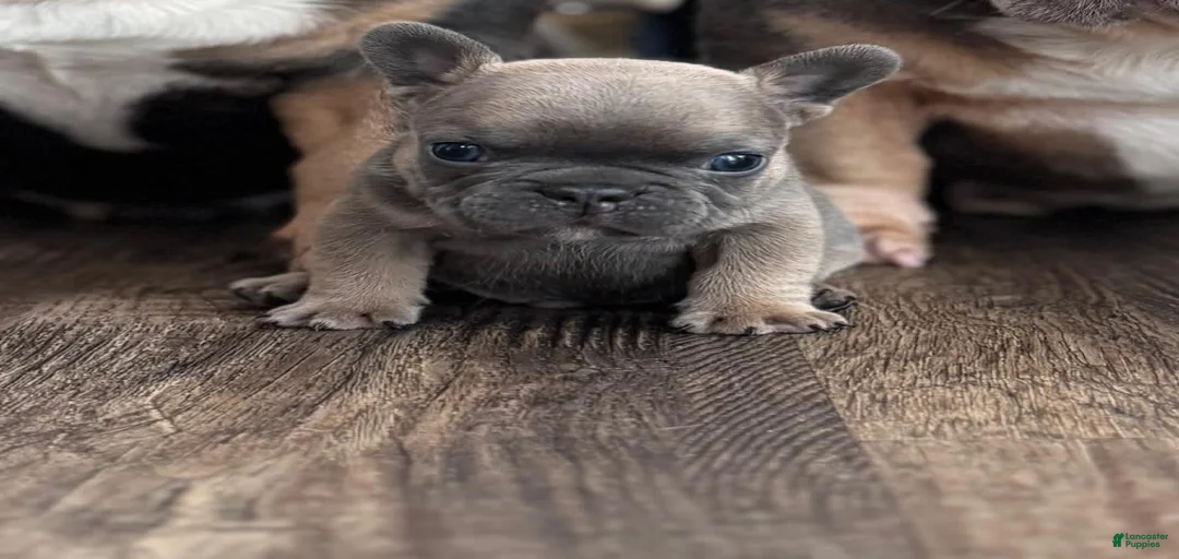 Gallery Image {{count}}