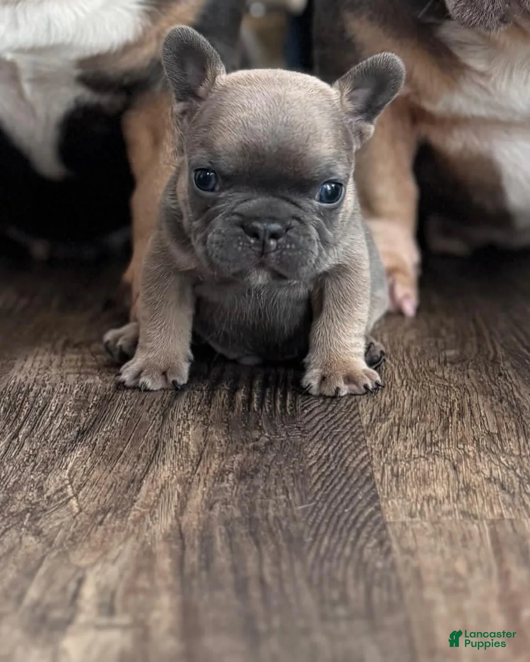 Gallery Image {{count}}