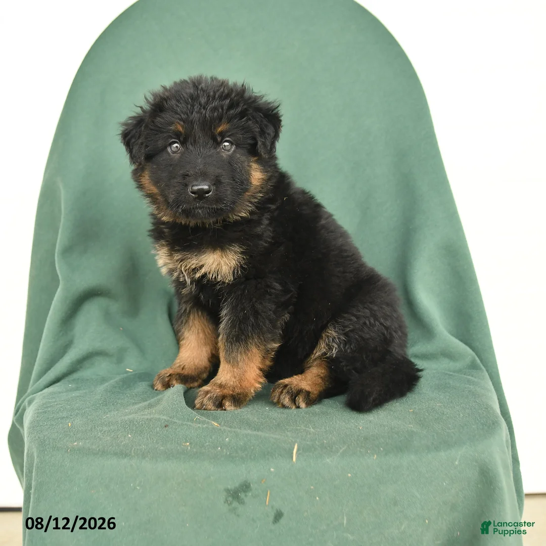 German Shepherd dogs for sale: Gabe - Ad 1