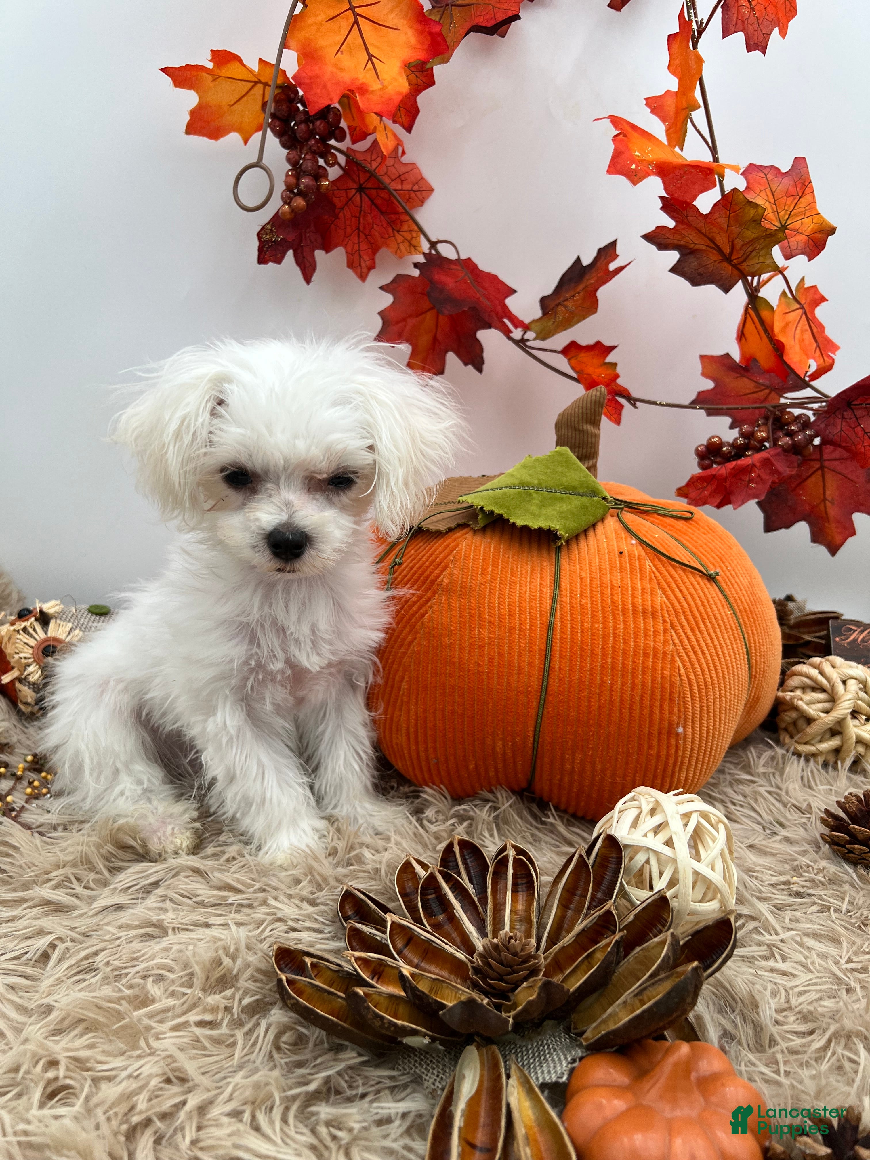Maltese dogs AKC Tiny Milo the Korean Maltese $3000 - Ad 1