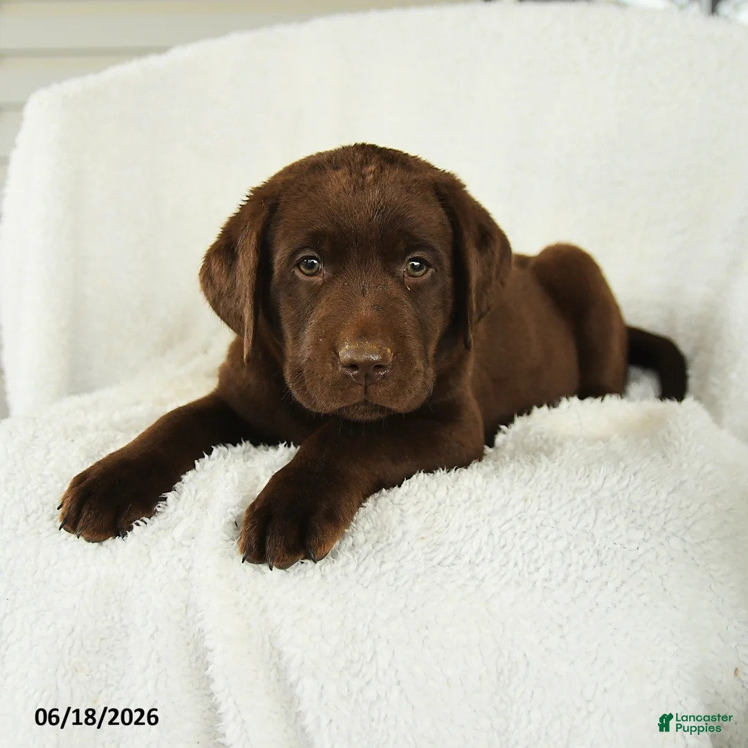 Labrador Retriever dogs for sale: Maverick - Ad 3