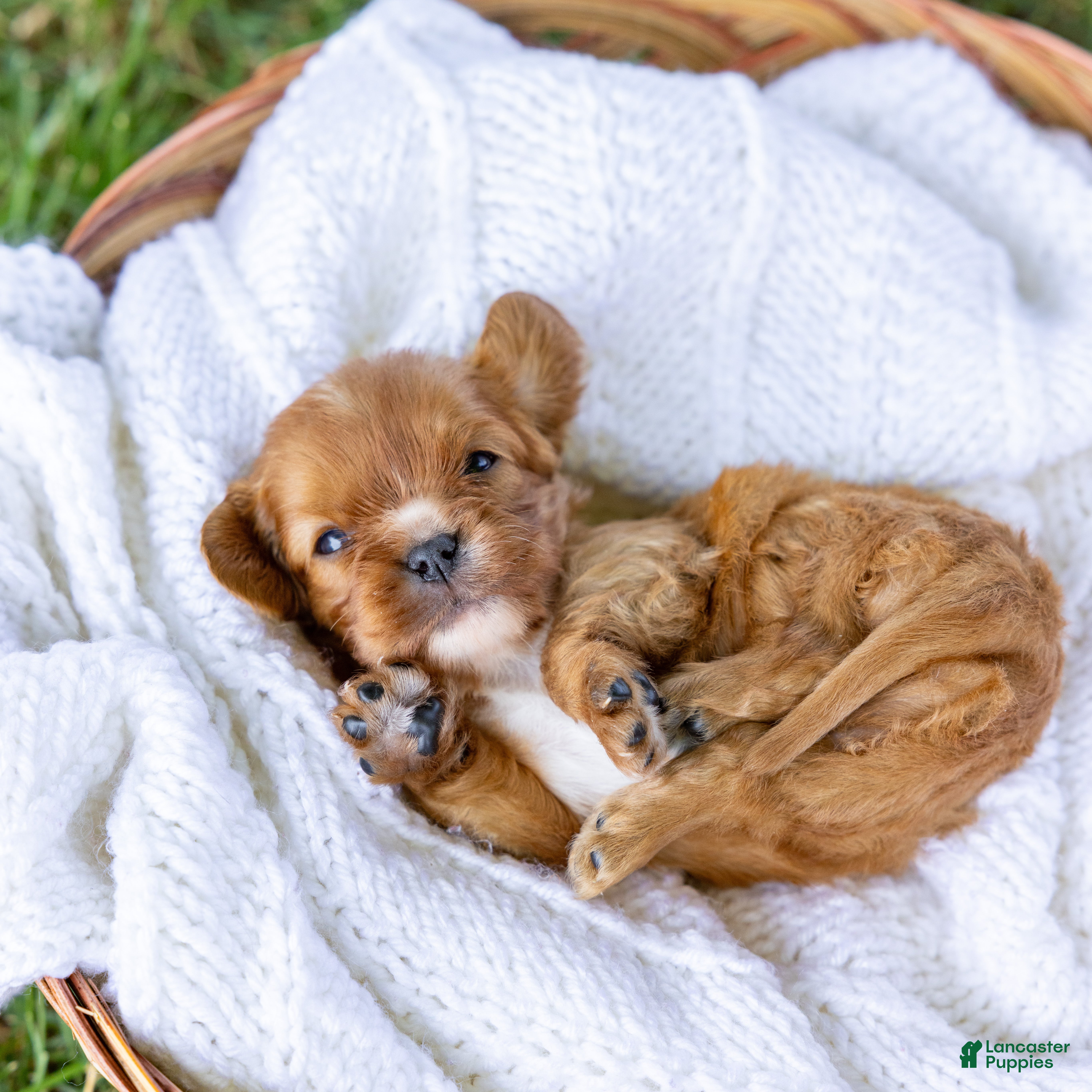 Cavalier King Charles Spaniel dogs Blondie  - Ad 1