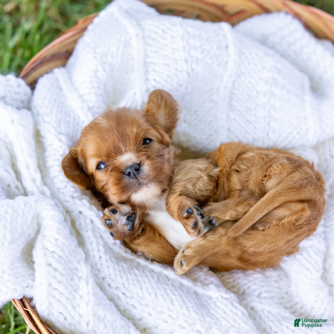 Cavalier King Charles Spaniel dogs for sale: Blondie  - Ad 1