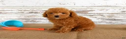 Toy Poodle dogs for sale: Bouncer - Ad 3