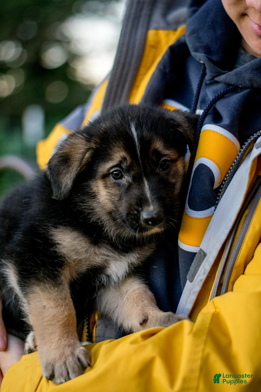 Mixed Breed dogs for sale: Mixed Breed Puppy 1 - Ad 7