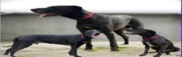 Great Dane dogs for sale: Nala mom - Ad 3