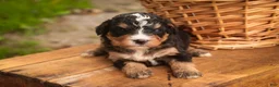 Mini Bernedoodle dogs for sale: Boone F1 Mini Bernedoodle  - Ad 10