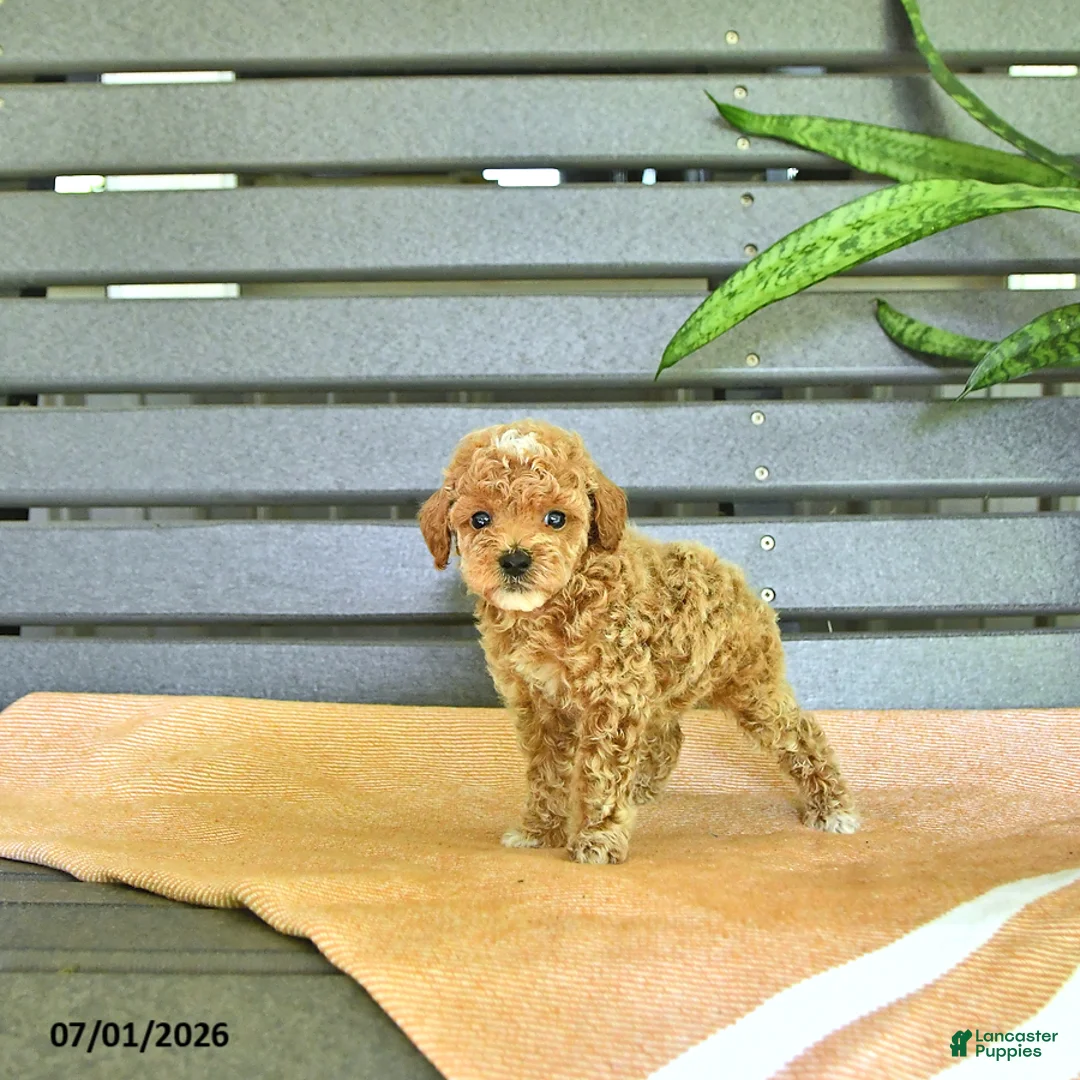 Miniature Poodle dogs for sale: Curtis - Ad 2
