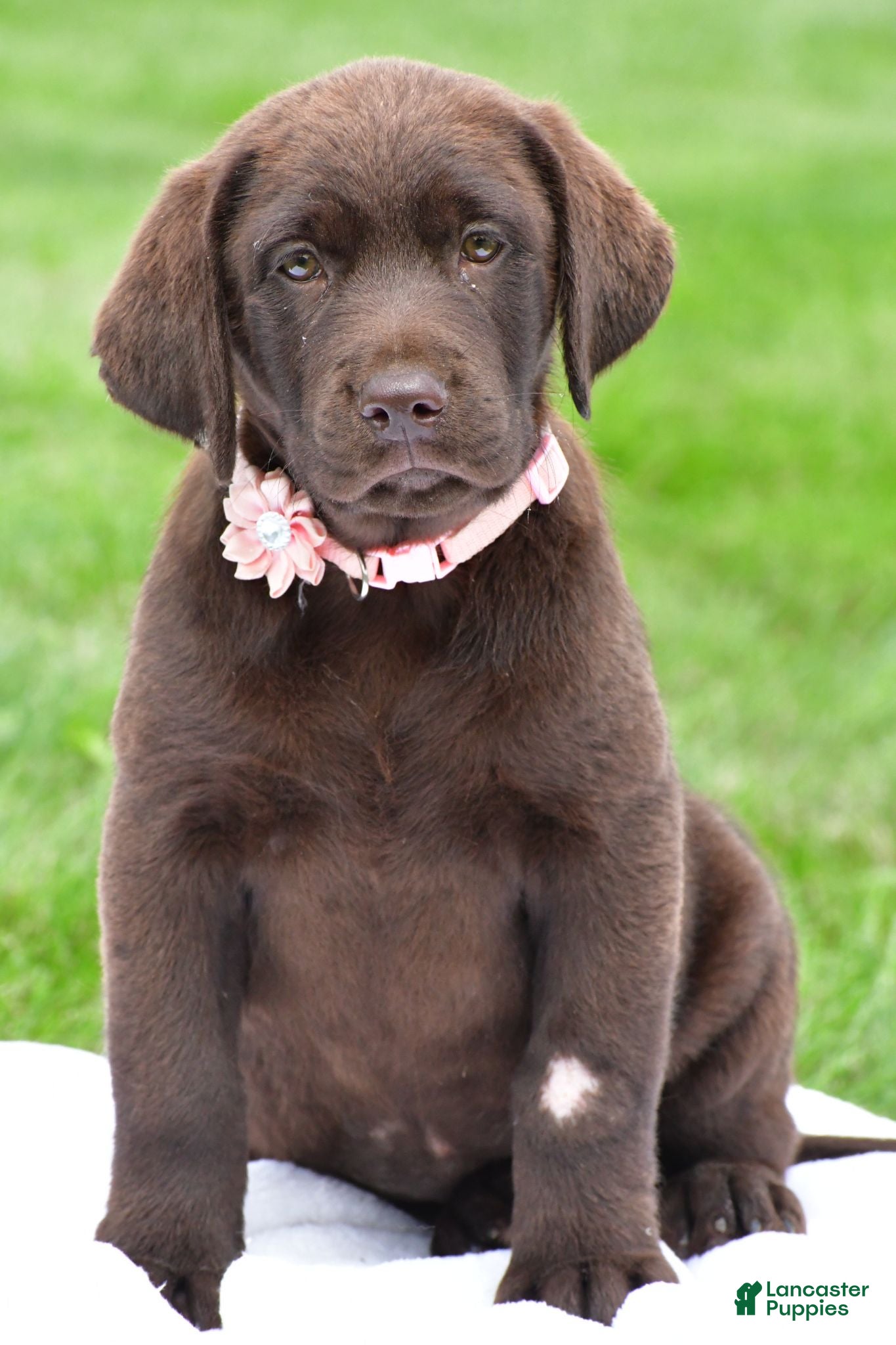 Labrador Retriever dogs Roxy - Ad 1