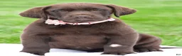 Labrador Retriever dogs for sale: Roxy - Ad 1