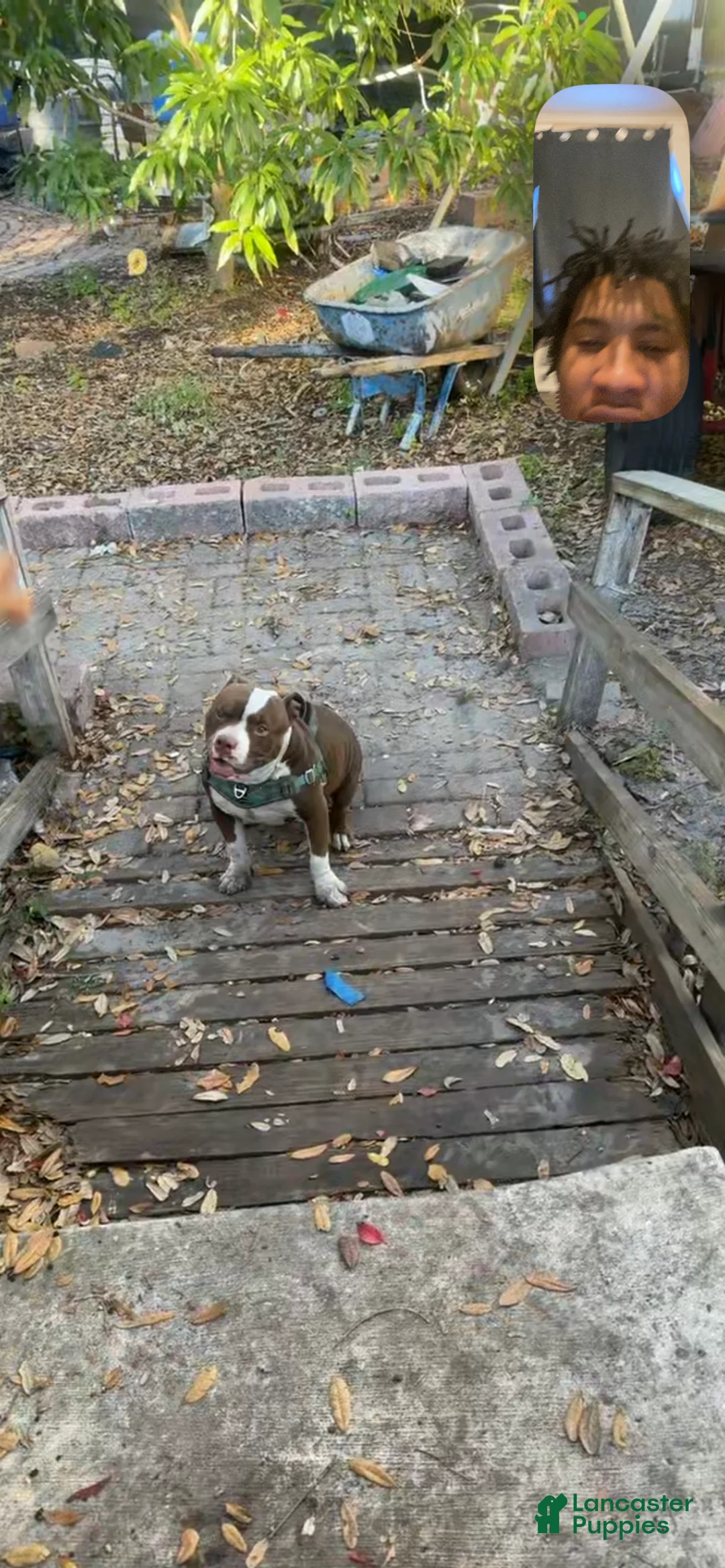 American Bully dogs for stud: Rocky - Ad 4