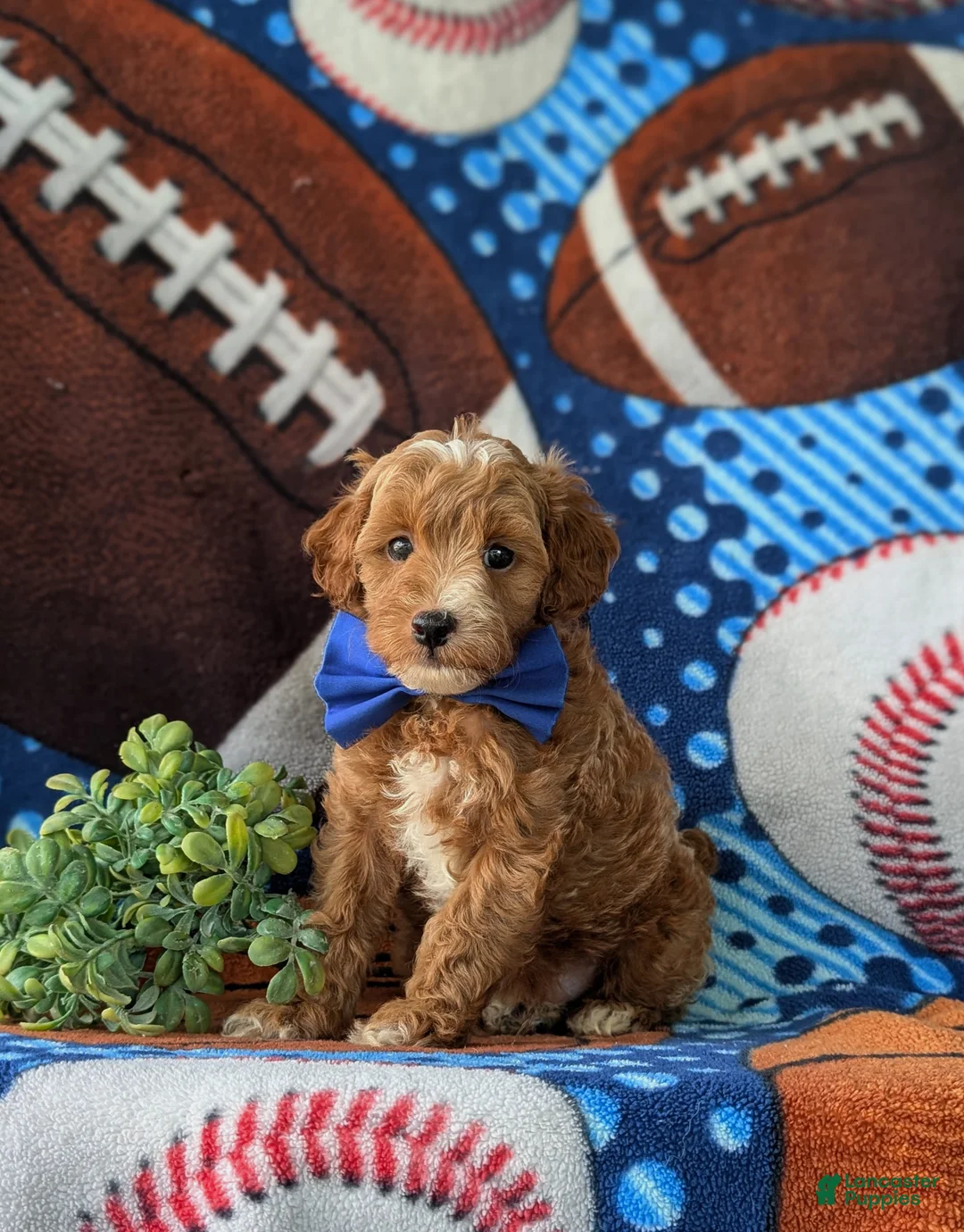 Cockapoo dogs for sale: Braedon Hypoallergenic - Ad 1