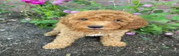 Miniature Poodle dogs for sale: Bella - Ad 3