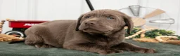 Labrador Retriever dogs for sale: Barkley - Ad 3
