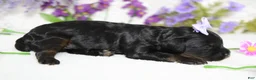 Toy Poodle dogs for sale: Pandora  - Ad 10