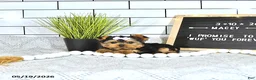 Yorkshire Terrier dogs for sale: Macey - Ad 4