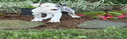 Great Dane dogs for sale: Patches Great Dane  - Ad 9