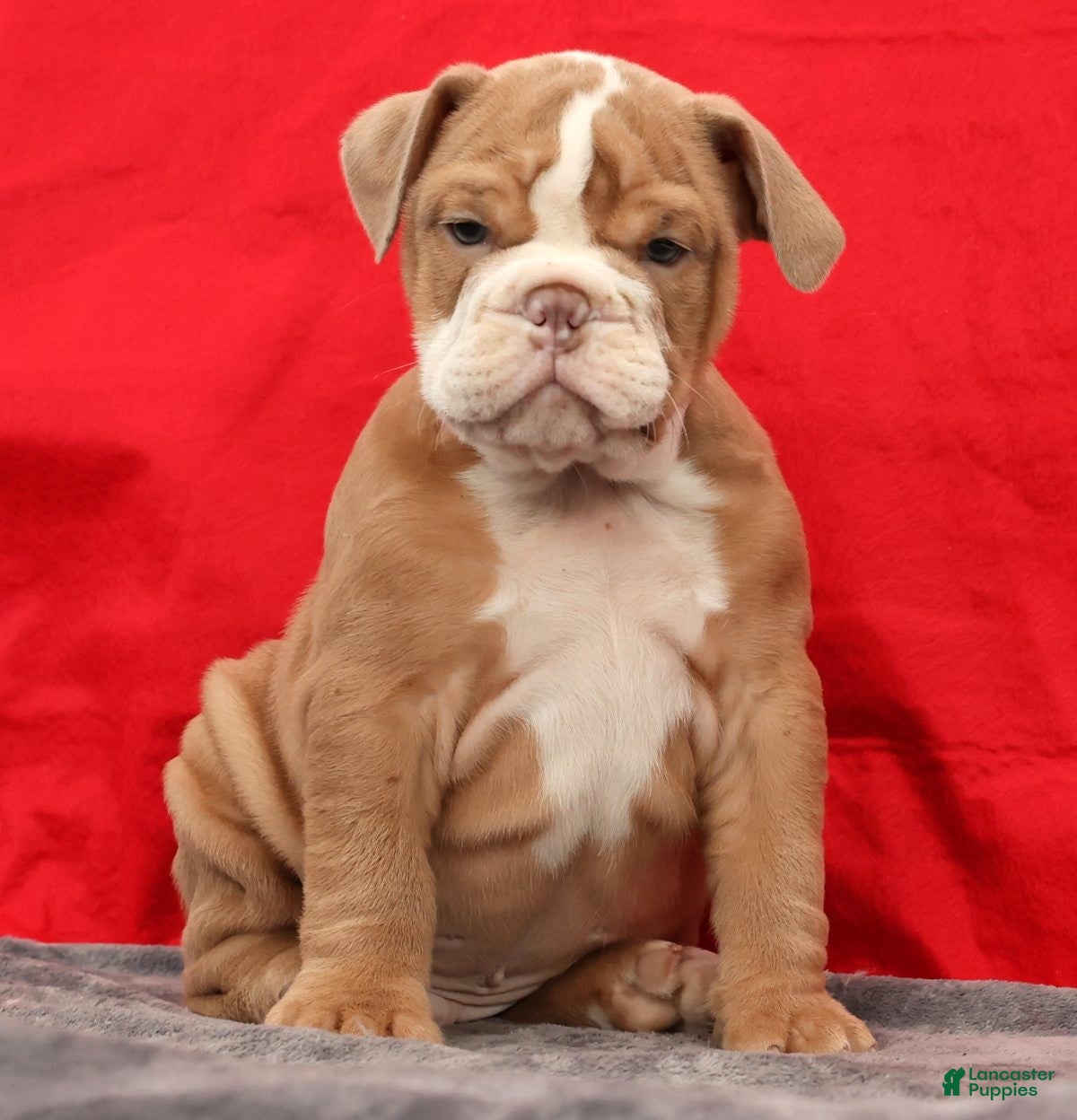 English Bulldog dogs Sam - Ad 22