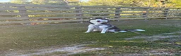 Pomsky dogs for sale: Celeste - Ad 7