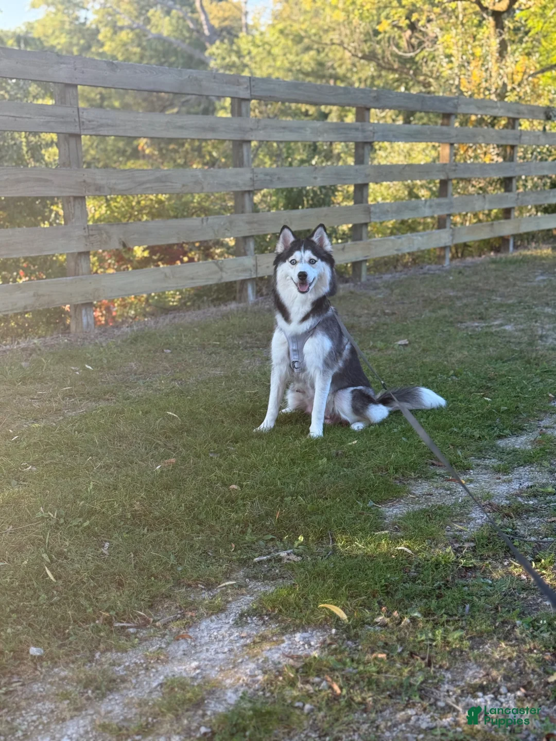 Pomsky dogs for sale: Celeste - Ad 7