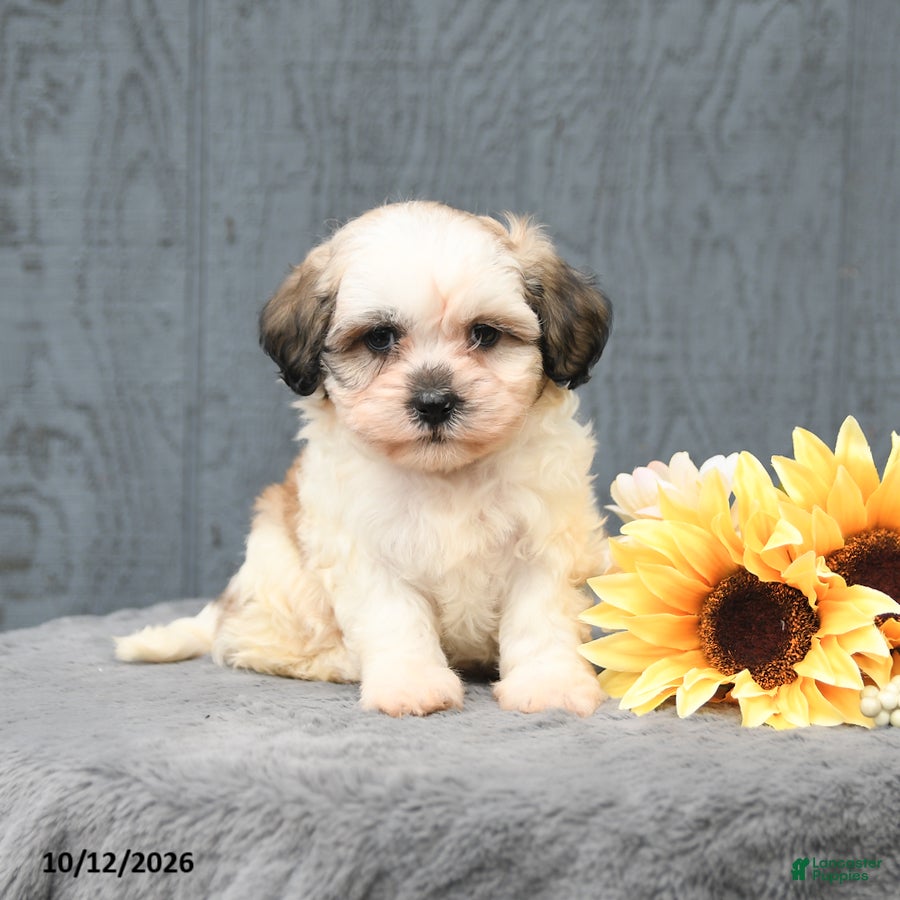 Teddy Bear dogs Cody - Ad 1