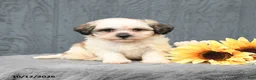 Teddy Bear dogs for sale: Cody - Ad 1