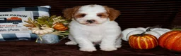 Mini Goldendoodle dogs for sale: Mini Goldendoodle 1 - Ad 3
