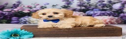 Cavachon dogs for sale: Asher - Ad 1