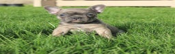 French Bulldog dogs for sale: Alaina - Ad 7