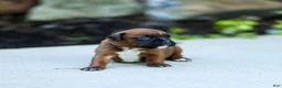 Boxer dogs for sale: Neva Boxer  - Ad 4