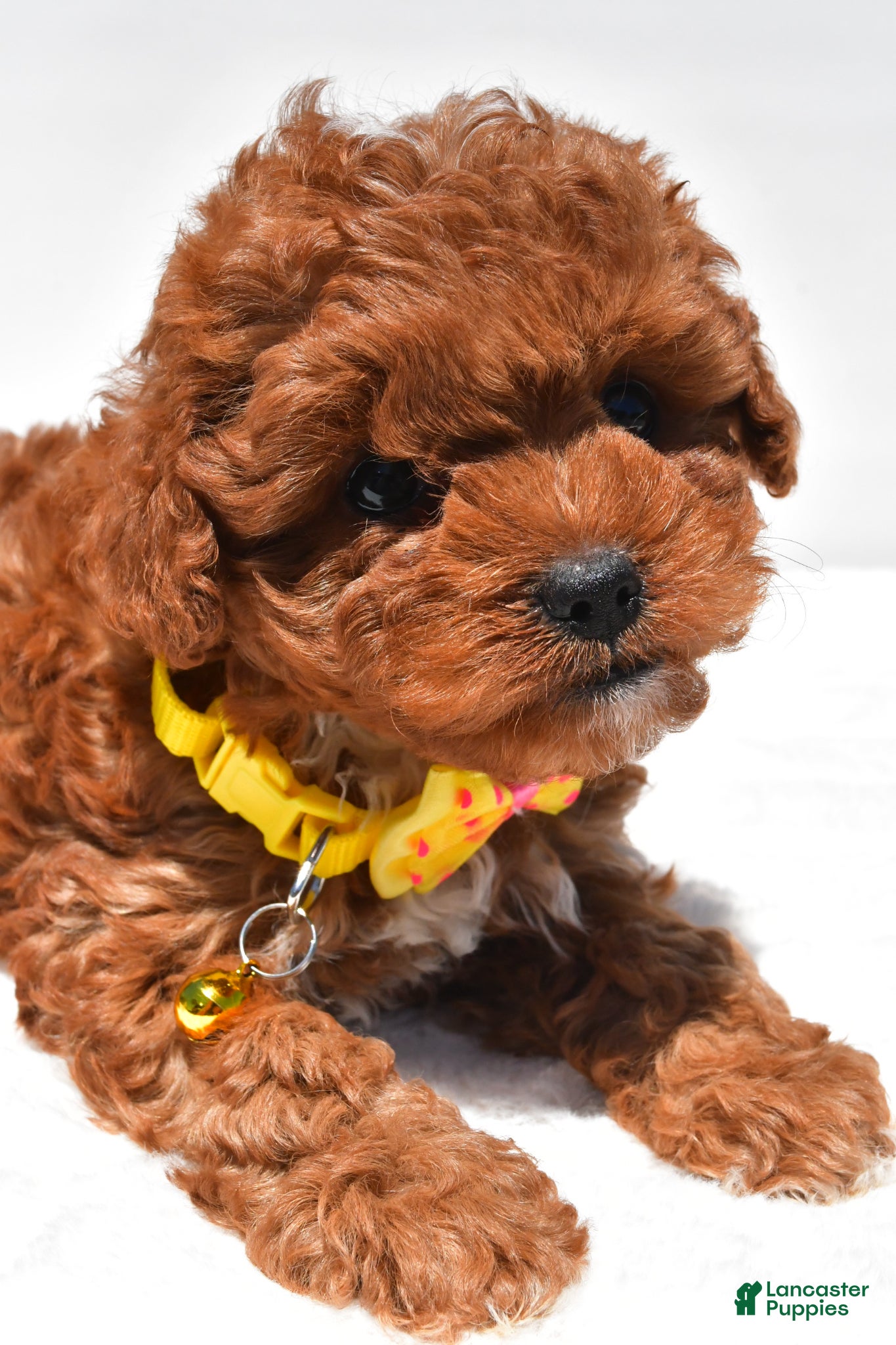 Cavapoo dogs for sale: Sparky f1b - Ad 4