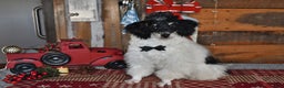 Lhasapoo dogs for sale: Oreo - Ad 3