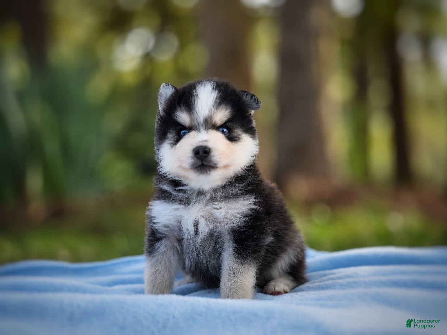 Pomsky dogs Pomsky Puppy Boy - 1 of 5  - Ad 30