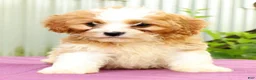 Cavapoo dogs for sale: Rex - Ad 8